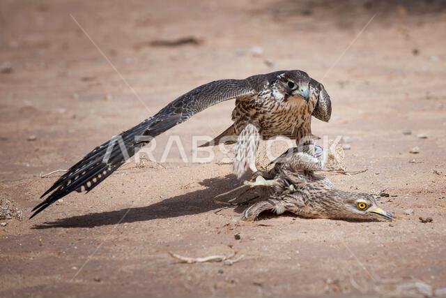 صقر شاهين (Falco peregrinus) مع فريسته. صقر شاهين يصطاد.
