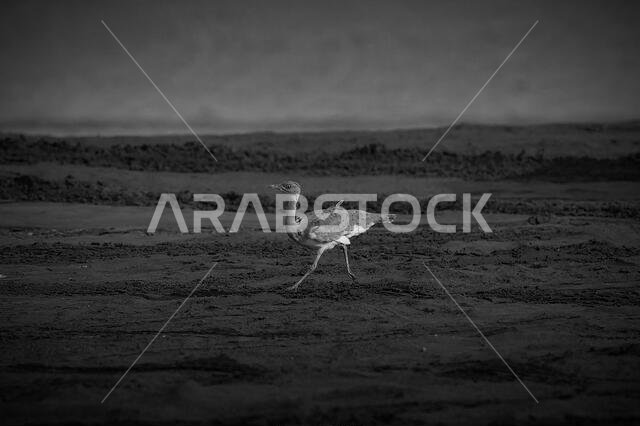 طائر الحبارى في صحراء البحرين طائر الحبارى في صحراء البحرين