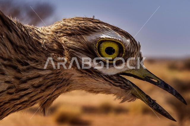 طائر الحبارى الآسيوي، المعروف أيضاً باسم حبارى ماكوين، هو طائر كبير من فصيلة الحبارى. موطنه الأصلي مناطق الصحراء والسهوب في آسيا.
