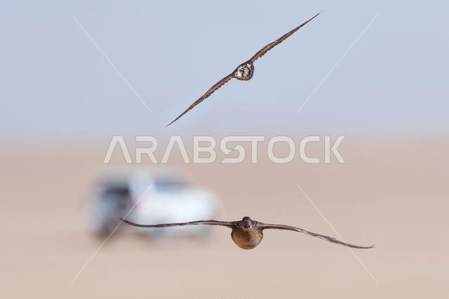 A falcon during a falconry training in the desert in Riyadh, Saudi Arabia.