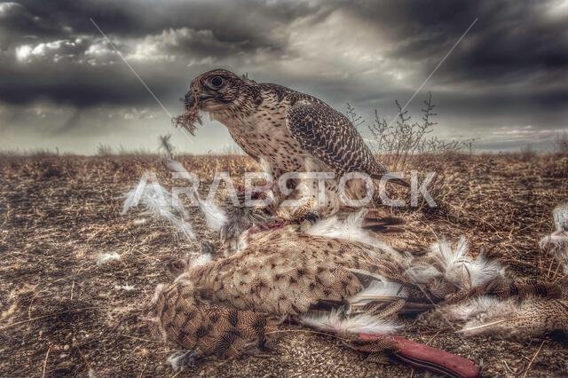صقر شاهين (Falco peregrinus) مع فريسته. صقر شاهين يصطاد.