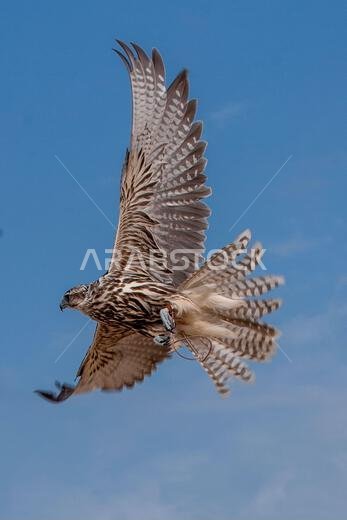A falcon during a falconry training in the desert in Riyadh, Saudi Arabia.