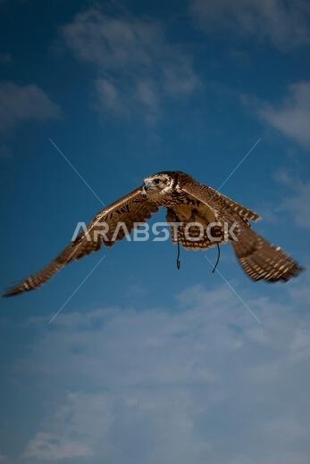A falcon during a falconry training in the desert in Riyadh, Saudi Arabia.