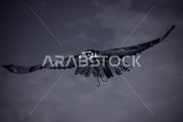 A falcon during a falconry training in the desert in Riyadh, Saudi Arabia.