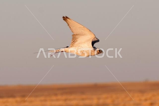 A falcon during a falconry training in the desert in Riyadh, Saudi Arabia.