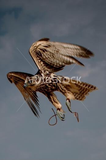 A falcon during a falconry training in the desert in Riyadh, Saudi Arabia.