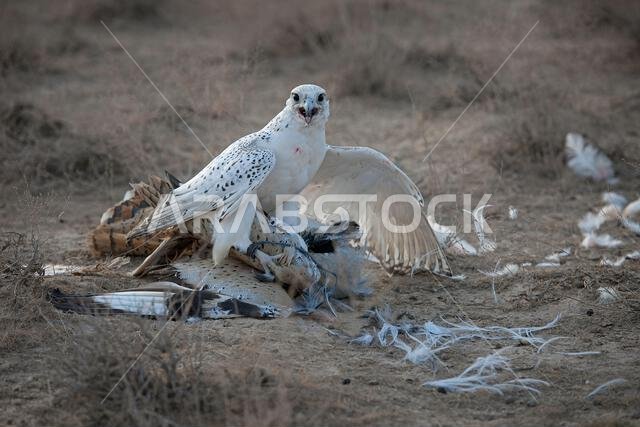 صقر شاهين (Falco peregrinus) مع فريسته. صقر شاهين يصطاد.