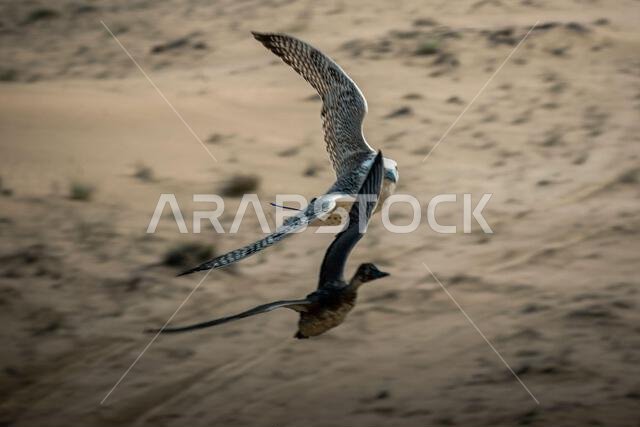 A falcon during a falconry training in the desert in Riyadh, Saudi Arabia.