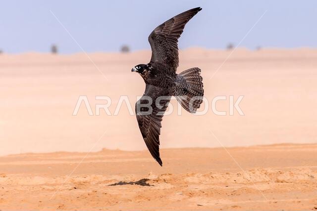 A falcon during a falconry training in the desert in Riyadh, Saudi Arabia.