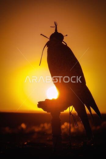 صورة ظلية لصقر عند غروب الشمس في الصحراء، ترمز إلى الصيد بالصقور العربي التقليدي والتراث الثقافي للشرق الأوسط.