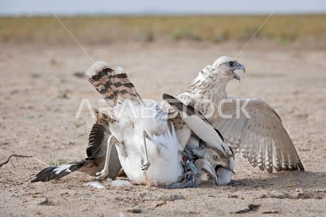 صقر شاهين (Falco peregrinus) مع فريسته. صقر شاهين يصطاد.