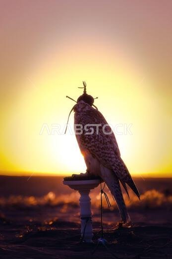 Silhouette of a falcon at sunset in the desert, symbolizing traditional Arabian falconry and Middle Eastern cultural heritage.