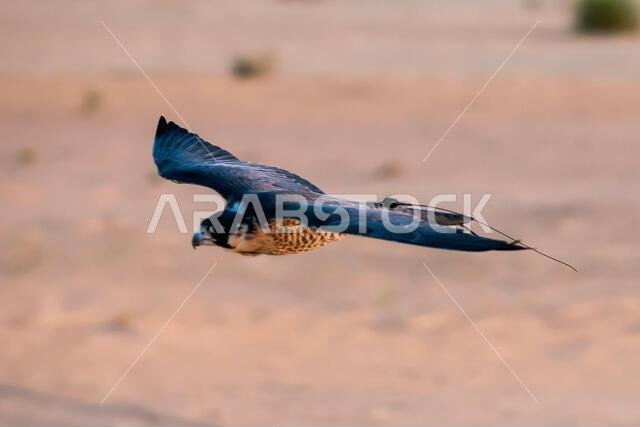 A falcon during a falconry training in the desert in Riyadh, Saudi Arabia.