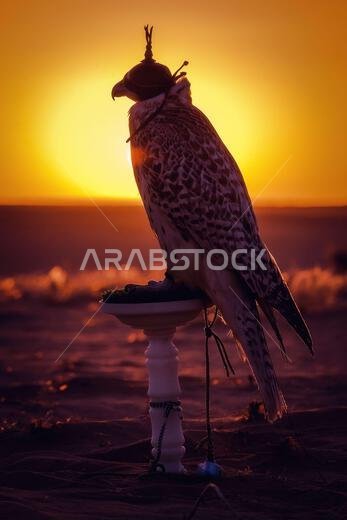 صورة ظلية لصقر عند غروب الشمس في الصحراء، ترمز إلى الصيد بالصقور العربي التقليدي والتراث الثقافي للشرق الأوسط. صورة ظلية لصقر عند غروب الشمس في الصحراء، ترمز إلى الصيد بالصقور العربي التقليدي والتراث الثقافي للشرق الأوسط.