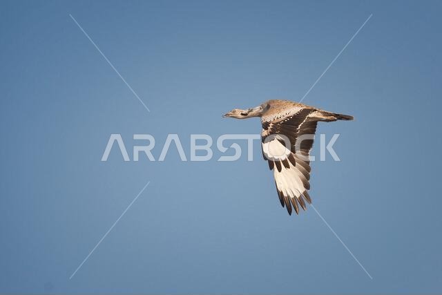 Houbara bustard in the desert of Bahrain