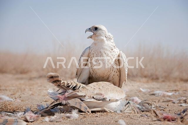 صقر شاهين (Falco peregrinus) مع فريسته. صقر شاهين يصطاد.