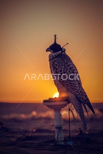 Silhouette of a falcon at sunset in the desert, symbolizing traditional Arabian falconry and Middle Eastern cultural heritage.