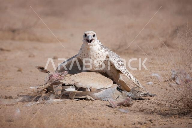 صقر شاهين (Falco peregrinus) مع فريسته. صقر شاهين يصطاد.