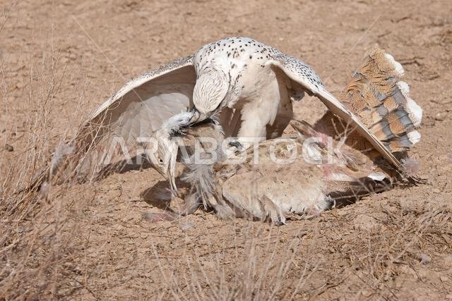 Peregrine falcon (Falco peregrinus) with its Prey. Peregrine falcon Hunting.