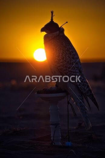 صورة ظلية لصقر عند غروب الشمس في الصحراء، ترمز إلى الصيد بالصقور العربي التقليدي والتراث الثقافي للشرق الأوسط.