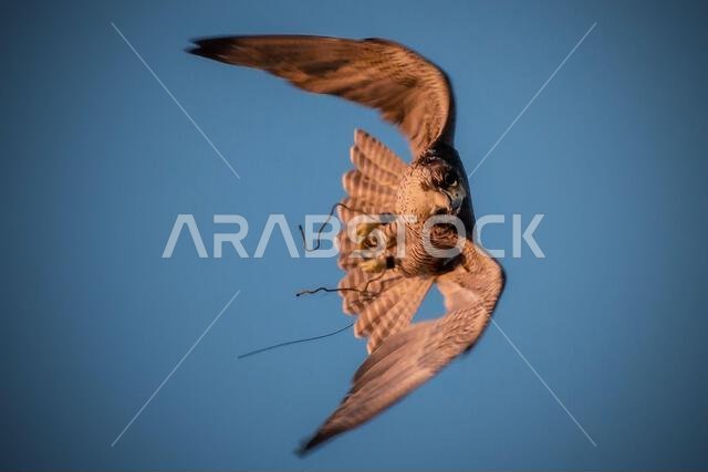 A falcon during a falconry training in the desert in Riyadh, Saudi Arabia.