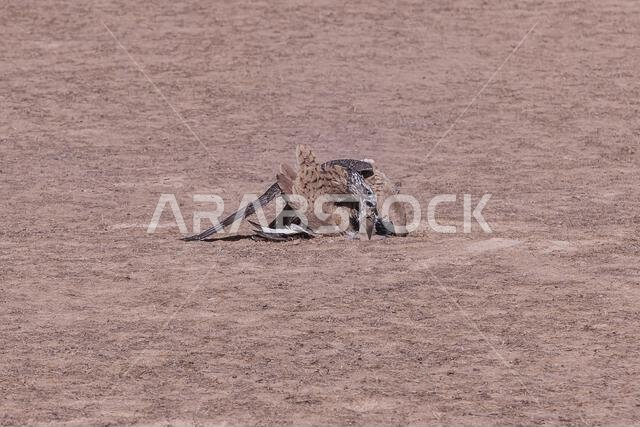 Peregrine falcon (Falco peregrinus) with its Prey. Peregrine falcon Hunting.