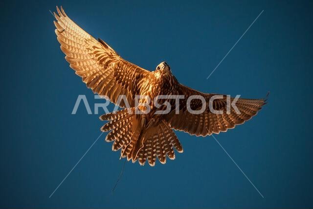 A falcon during a falconry training in the desert in Riyadh, Saudi Arabia.