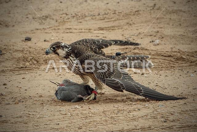A falcon during a falconry training in the desert in Riyadh, Saudi Arabia.