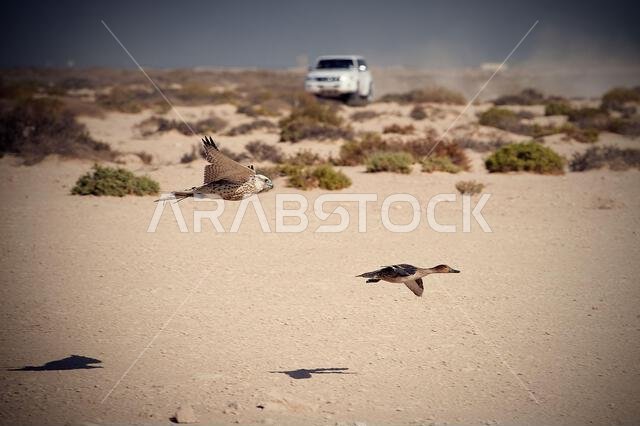 A falcon during a falconry training in the desert in Riyadh, Saudi Arabia.