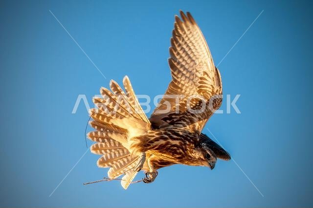 A falcon during a falconry training in the desert in Riyadh, Saudi Arabia.