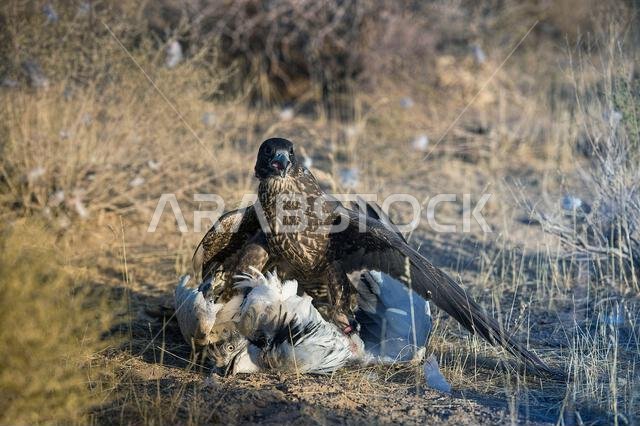 Peregrine falcon (Falco peregrinus) with its Prey. Peregrine falcon Hunting.