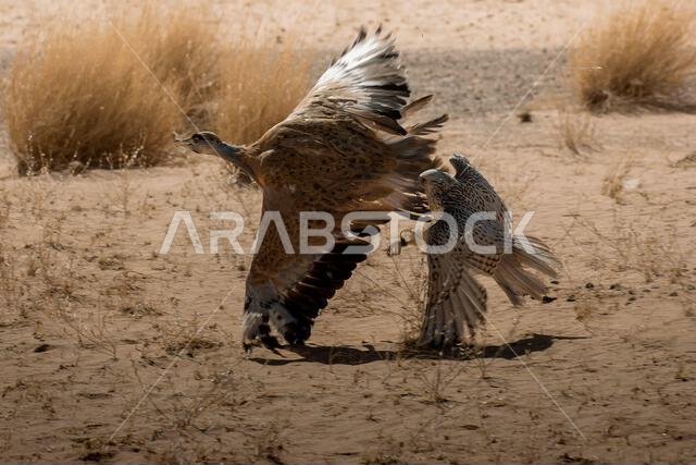 A fierce falcon captures a houbara bustard, showcasing a dramatic moment of survival and predatory precision in nature.