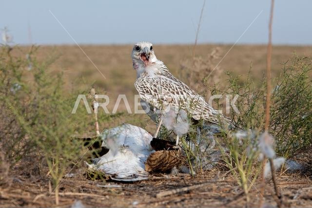 صقر شاهين (Falco peregrinus) مع فريسته. صقر شاهين يصطاد.