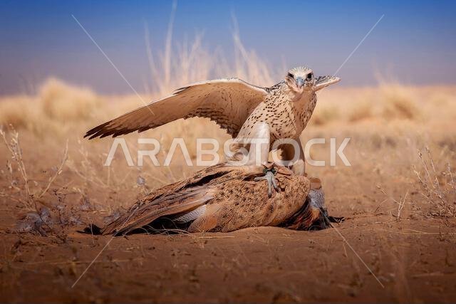 صقر شاهين (Falco peregrinus) مع فريسته. صقر شاهين يصطاد. صقر شاهين (Falco peregrinus) مع فريسته. صقر شاهين يصطاد.