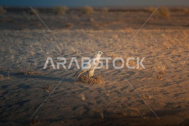 صقر خلال تدريب على الصيد بالصقور في الصحراء في الرياض، المملكة العربية السعودية. صقر خلال تدريب على الصيد بالصقور في الصحراء في الرياض، المملكة العربية السعودية.