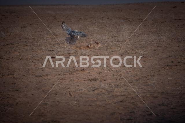 A fierce falcon captures a houbara bustard, showcasing a dramatic moment of survival and predatory precision in nature.