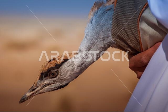 The Asian houbara, also known as MacQueen's bustard, is a large bird in the bustard family. It is native to the desert and steppe regions of Asia