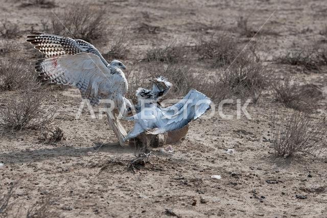 A fierce falcon captures a houbara bustard, showcasing a dramatic moment of survival and predatory precision in nature.