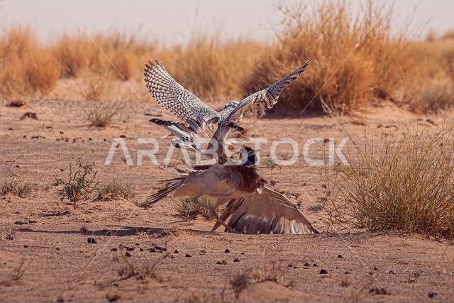 A fierce falcon captures a houbara bustard, showcasing a dramatic moment of survival and predatory precision in nature. A fierce falcon captures a houbara bustard, showcasing a dramatic moment of survival and predatory precision in nature.