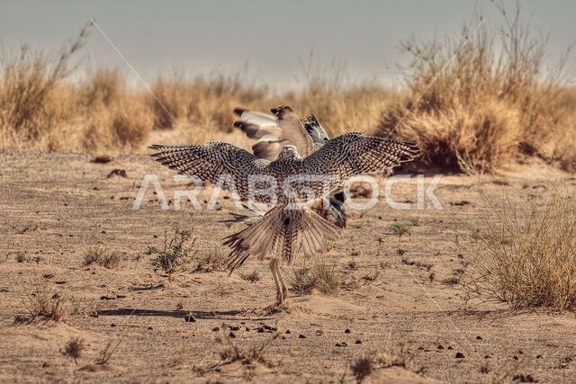 A fierce falcon captures a houbara bustard, showcasing a dramatic moment of survival and predatory precision in nature.