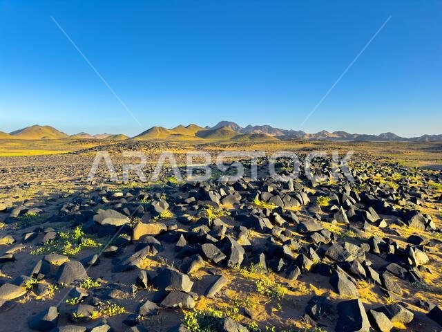 Stone desert in Saudi Arabia, black stones in the foreground with mountains in the background.