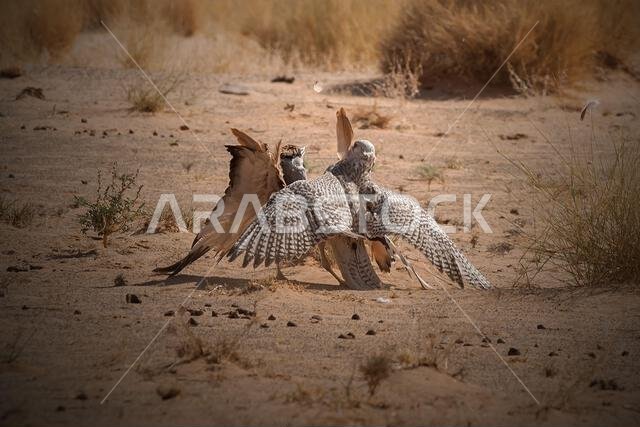 A fierce falcon captures a houbara bustard, showcasing a dramatic moment of survival and predatory precision in nature.