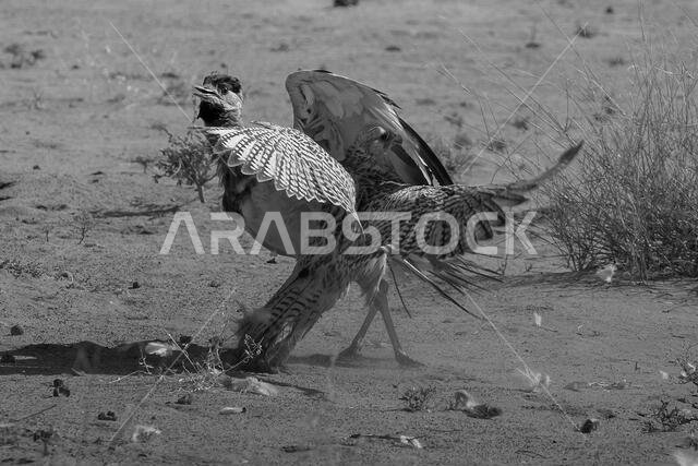 Falcon during a falconry training. Saudi Arabia
