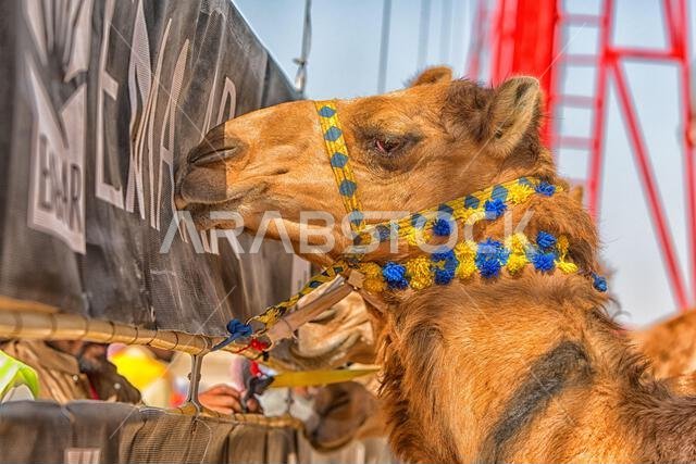 Decorated camel at traditional camel race event, close-up portrait, colorful harness, Arabian desert festival, cultural heritage, competitive racing.