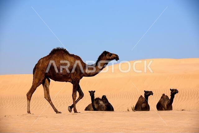 قطيع من الجمال يسير ويستريح في الكثبان الرملية الذهبية تحت سماء زرقاء صافية، يعرض الحياة البرية، منظر طبيعي من الشرق الأوسط.