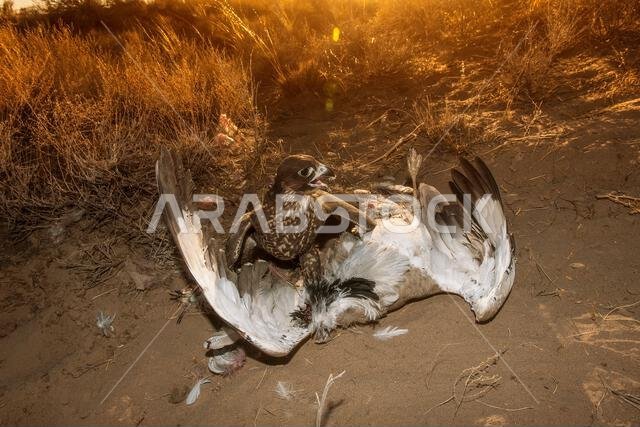 Peregrine falcon (Falco peregrinus) with its Prey. Peregrine falcon Hunting.