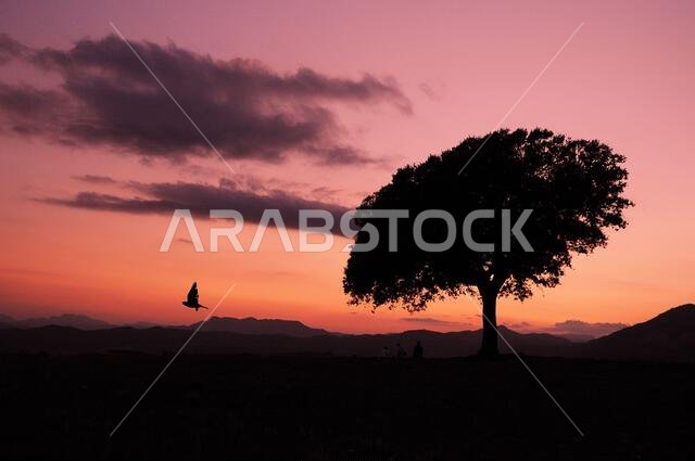 صورة ظلية لشجرة وحيدة عند غروب الشمس مع طائر محلق، سماء خلابة، منظر طبيعي هادئ، صفاء الطبيعة، ألوان الشفق، مشهد بسيط. صورة ظلية لشجرة وحيدة عند غروب الشمس مع طائر محلق، سماء خلابة، منظر طبيعي هادئ، صفاء الطبيعة، ألوان الشفق، مشهد بسيط.