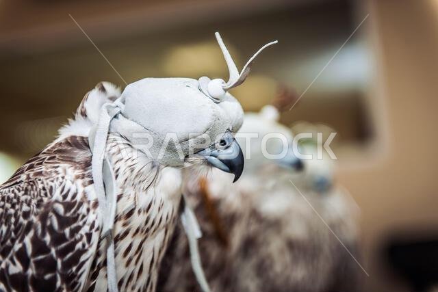 Falcon during a falconry training. Saudi Arabia