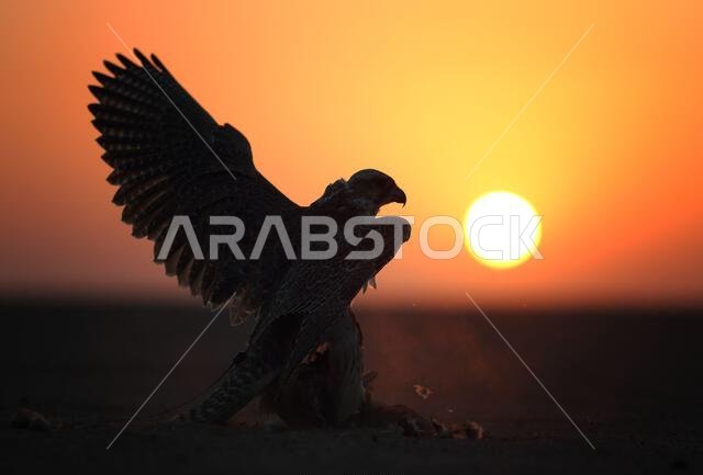 صورة ظلية لصقر عند غروب الشمس في الصحراء، وأجنحته منتشرة بشكل مثير للإعجاب على خلفية السماء البرتقالية، ترمز إلى الحياة البرية والصيد والتراث العربي.