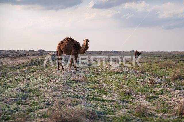 جمل وحيد في كثيب رملي صحراوي تحت سماء زرقاء
